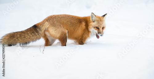 Red fox © Jillian