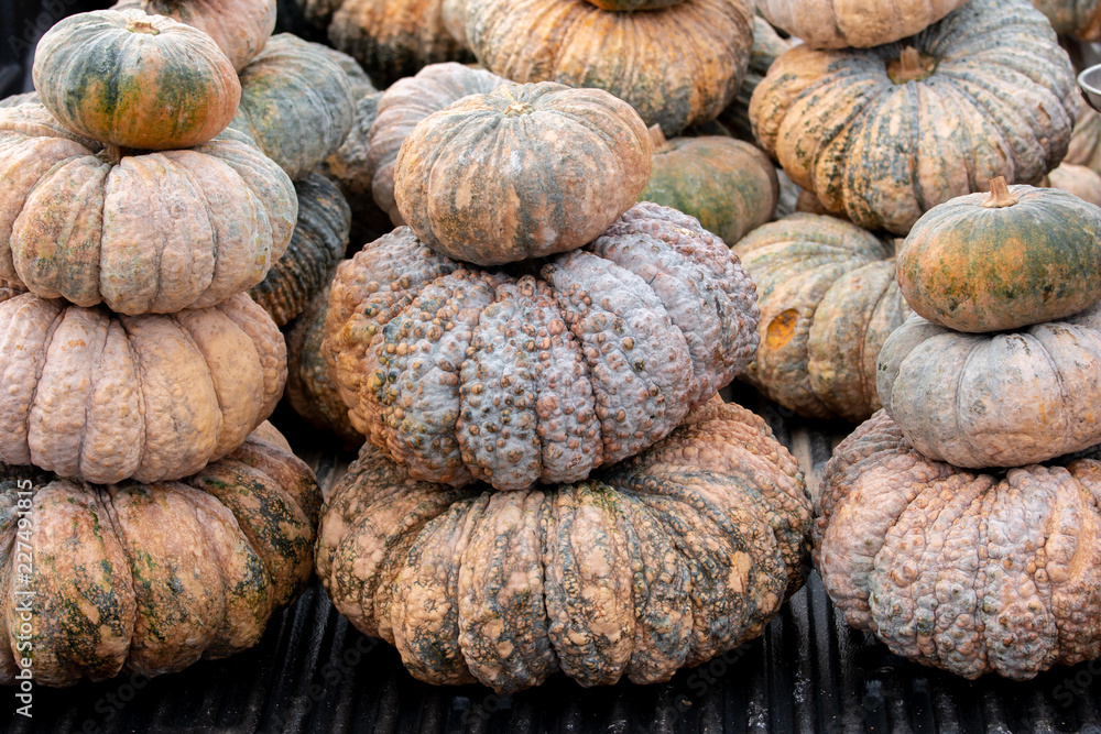 Group of pumpkin Group of pumpkin