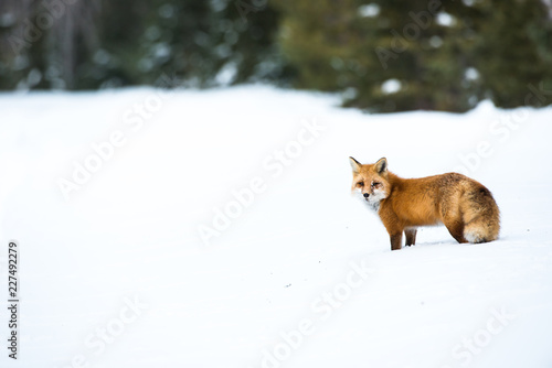 Red fox