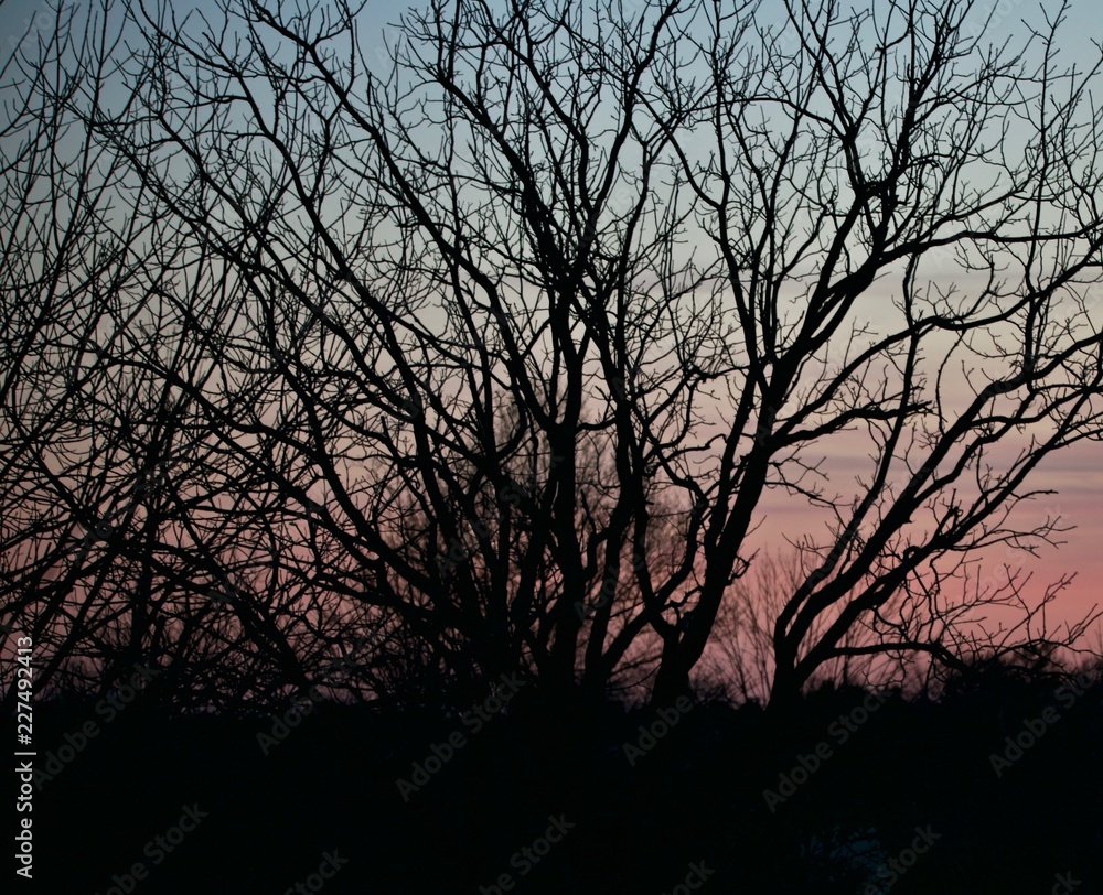 Silhouette of bare tree branches against setting pink and blue sky. Silhouette of bare tree branches against setting pink and blue sky.