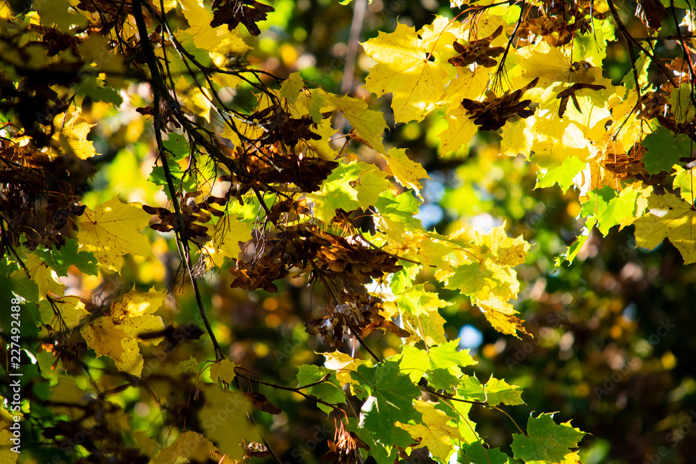 Obraz premium Herbst