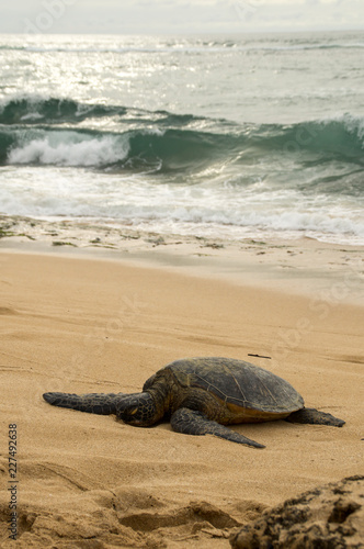 Hawaiian green sea turtle © darksideofpink