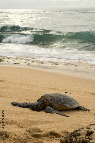 Hawaiian green sea turtle