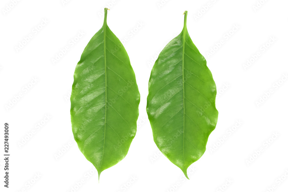 Coffee leaves green on white background. Coffee leaves green on white background.