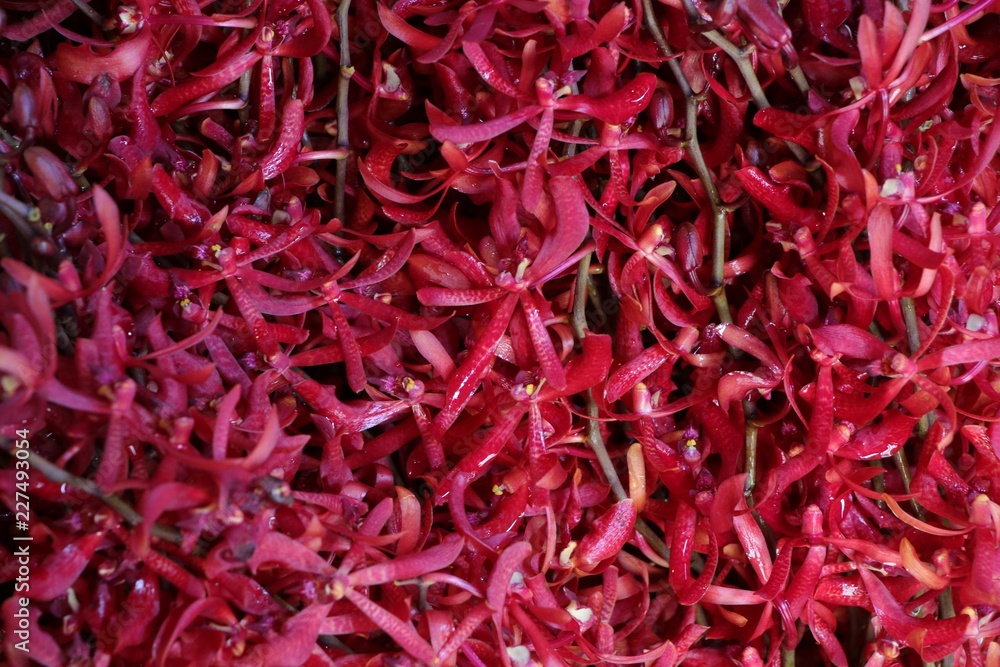 Naklejka premium Background of red orchids flower.