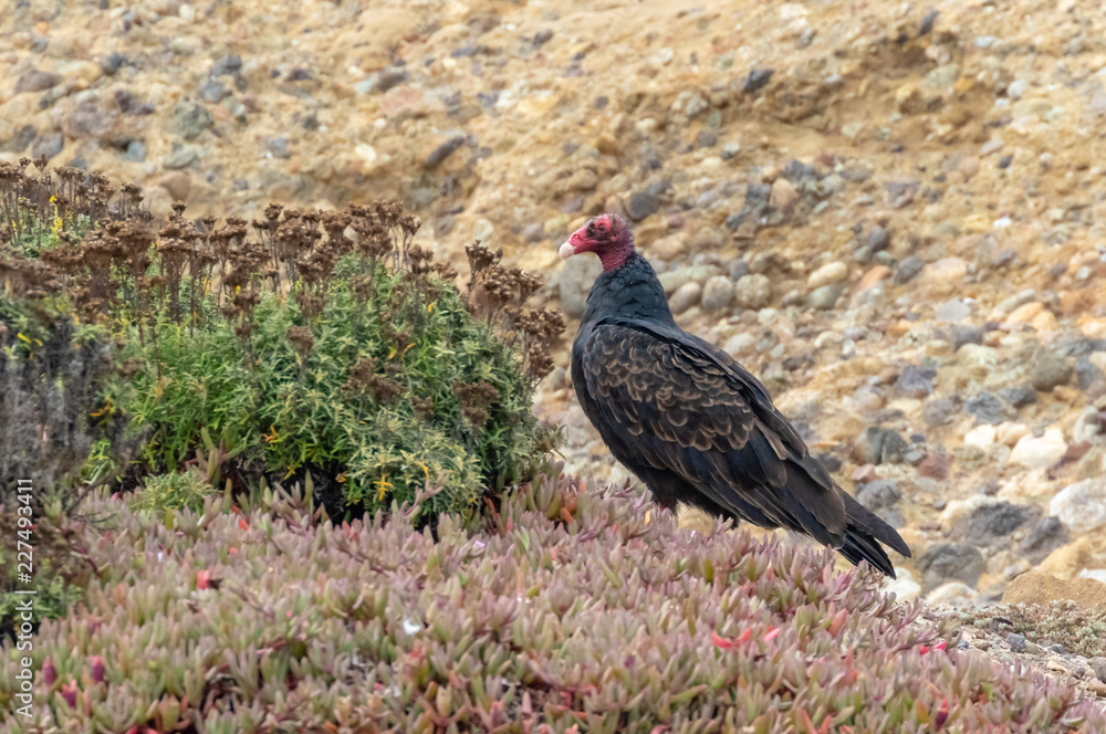 Turkey vulture perched on rock near ice plants and other vegetation at Point Lobos State Reserve, Carmel, California Turkey vulture perched on rock near ice plants and other vegetation at Point Lobos State Reserve, Carmel, California