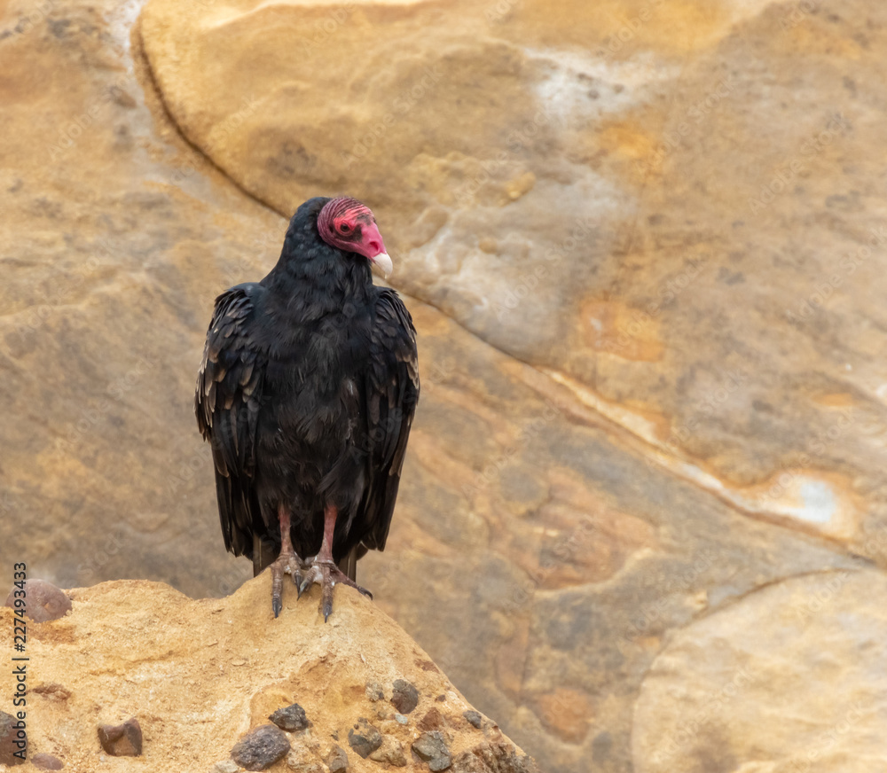 Turkey vulture perched on rock at Point Lobos State Reserve, California coast Turkey vulture perched on rock at Point Lobos State Reserve, California coast