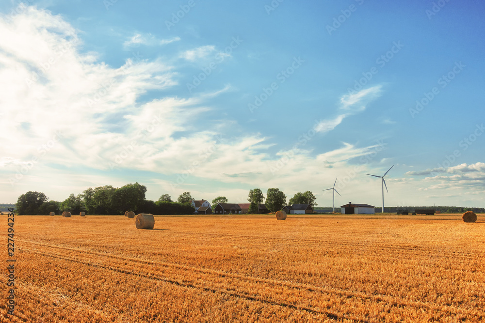 rolls of hay laying in distant field in the countryside on the green grass in meadow with forest around and yellow flowers blooming