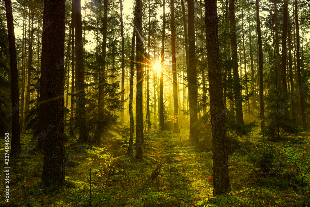 Fototapeta premium jesien w lesie Warmii