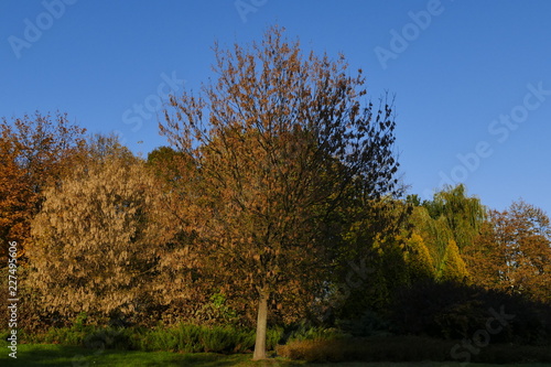 tree in autumn