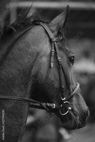 portrait of a horse © Philip