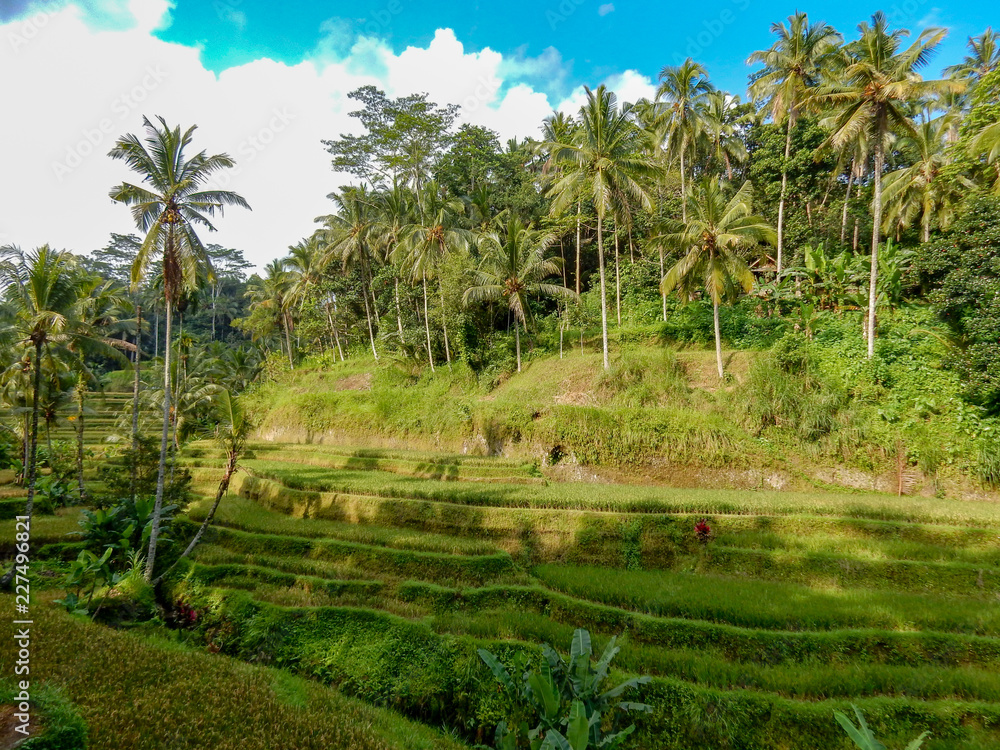 Planting rice on the mountainside, cascaded, with palm trees and blue sky Planting rice on the mountainside, cascaded, with palm trees and blue sky