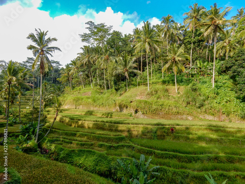 Planting rice on the mountainside, cascaded, with palm trees and blue sky