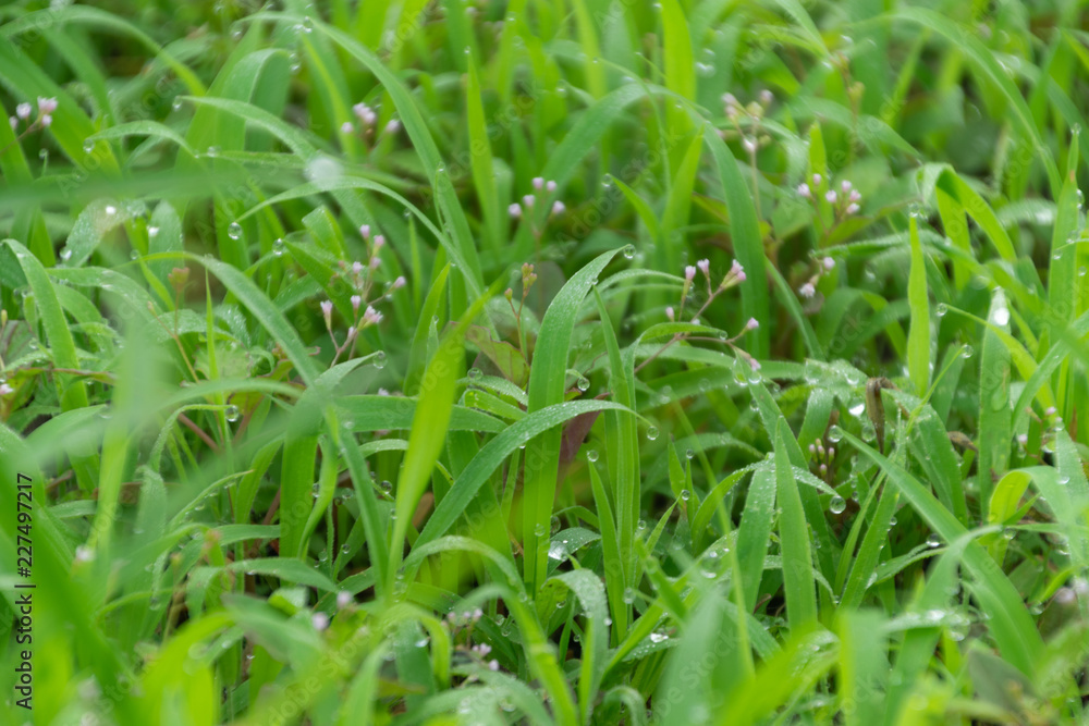 green grass turf garden in morning day time, natural eco background. green grass turf garden in morning day time, natural eco background.