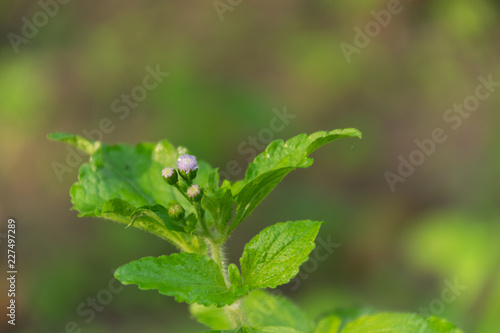Fototapeta Naklejka Na Ścianę i Meble -  The purple flowers in the garden.