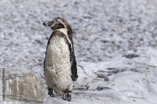 Lone Penguin wildlife