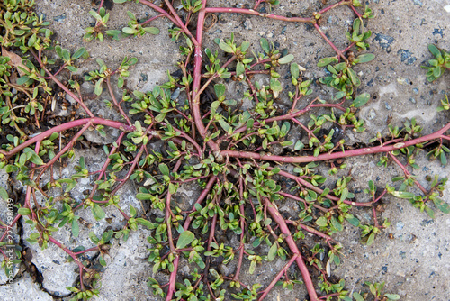 Plant (Garden purslane) sprouted in the crack of a concrete slab. Background photo