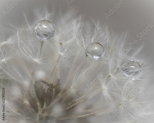 Waterdrops on Dandelion seed head