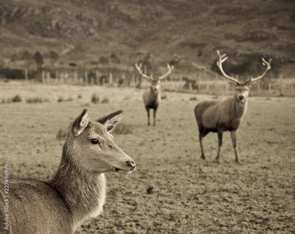 A Red Deer in Torridon in the Scottish Highlands A Red Deer in Torridon in the Scottish Highlands