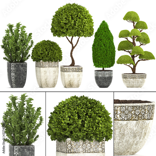 ornamental plants