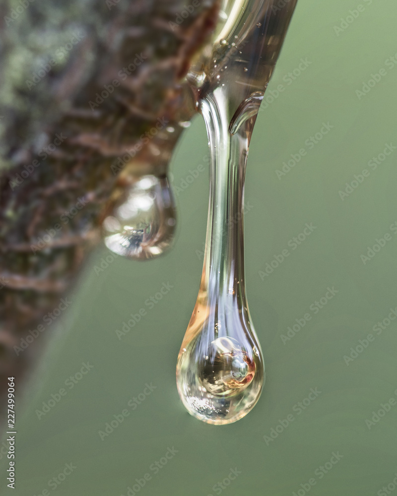 Tree sap dripping out of branch Stock 写真 Adobe Stock