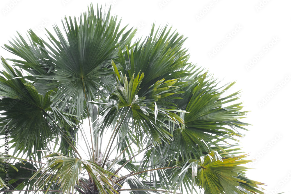 treetop of palm