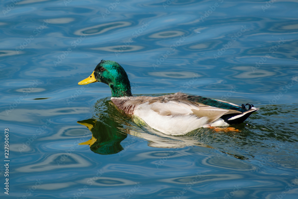 duck in water