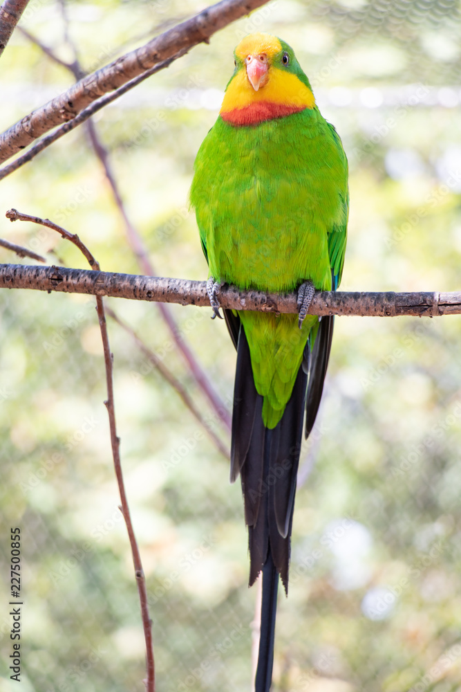 Fototapeta premium The colorful Superb Parrot (Polytelis swainsonii), Barraband's Parakeet, sits on branch.