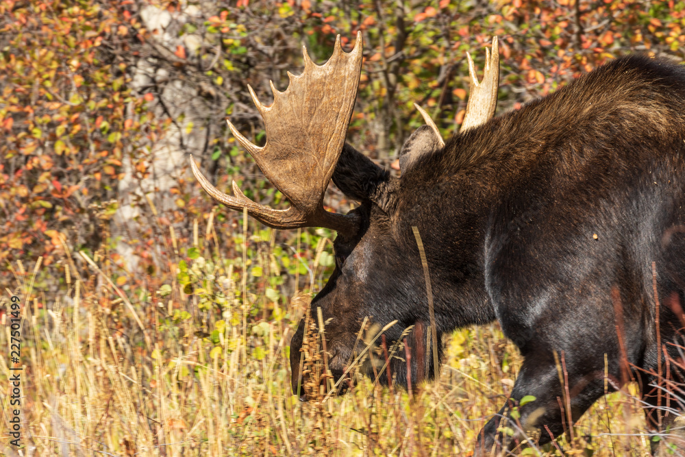 Bull Shiras Moose in Wyoming in Fall Bull Shiras Moose in Wyoming in Fall