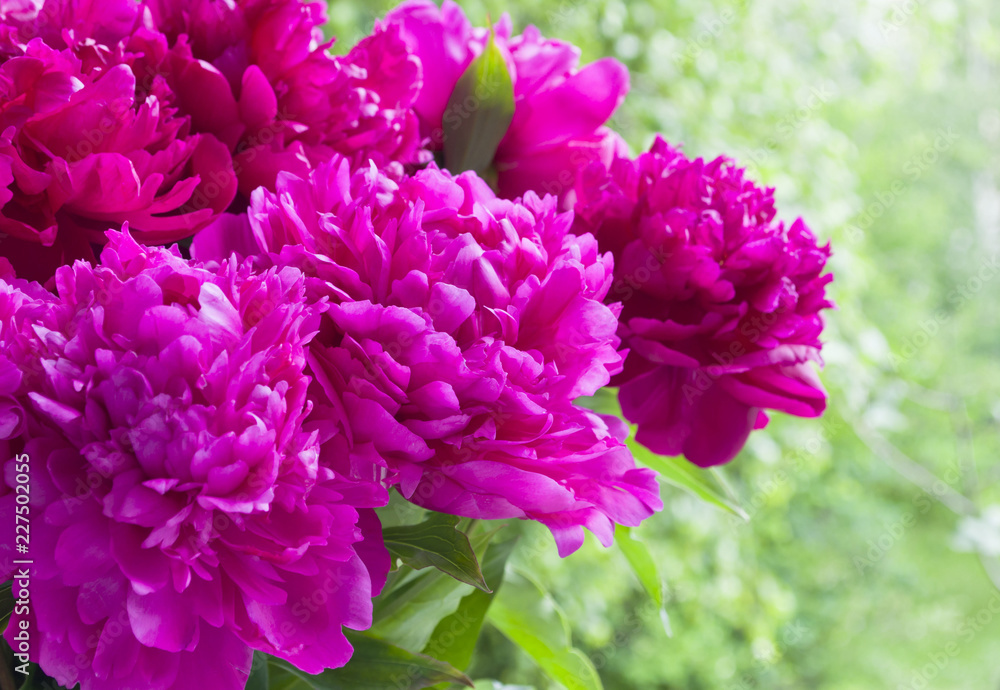 bouquet of peonies on a background of green foliage
