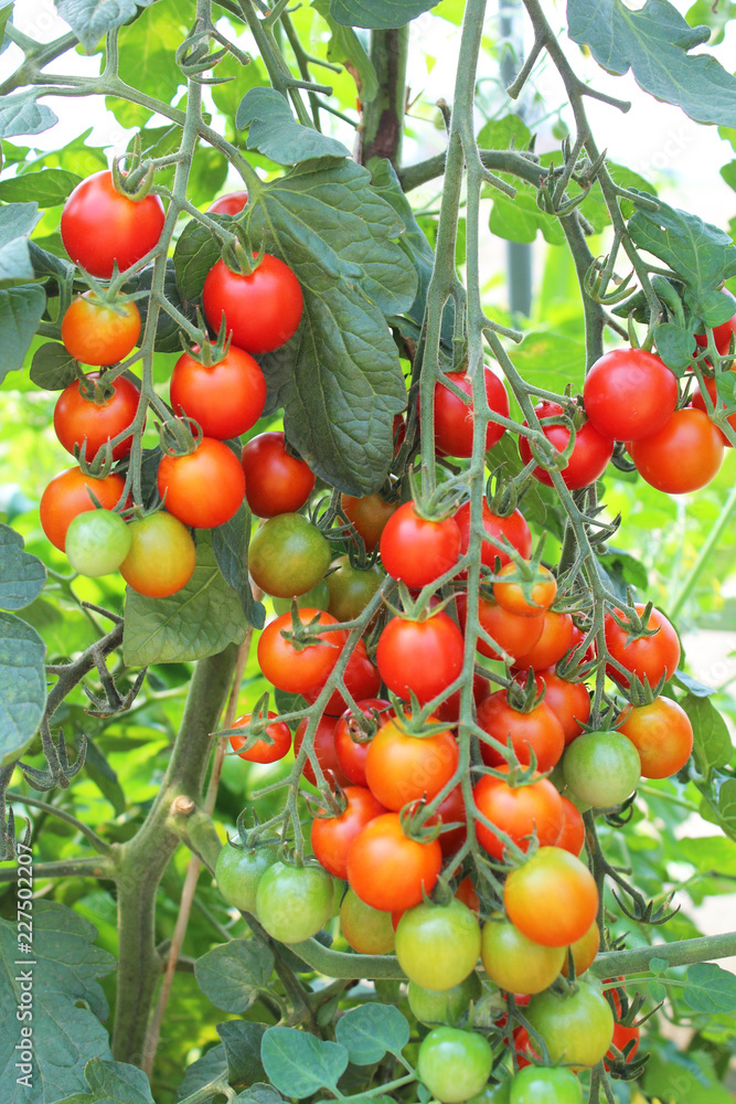 連なる豊作のミニトマト