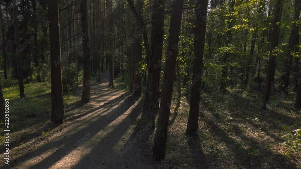 Walking in woods pov steadicam nature landscape Walking in woods pov steadicam nature landscape