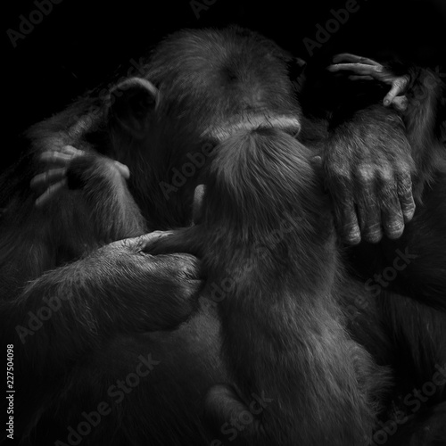 Mother Chimpanzee Monkey picking up baby chimp