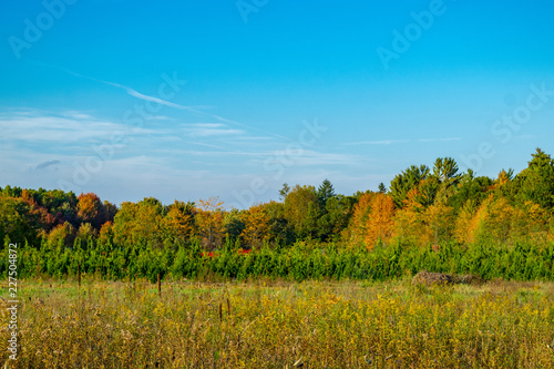Fototapeta Naklejka Na Ścianę i Meble -  Autumn Field