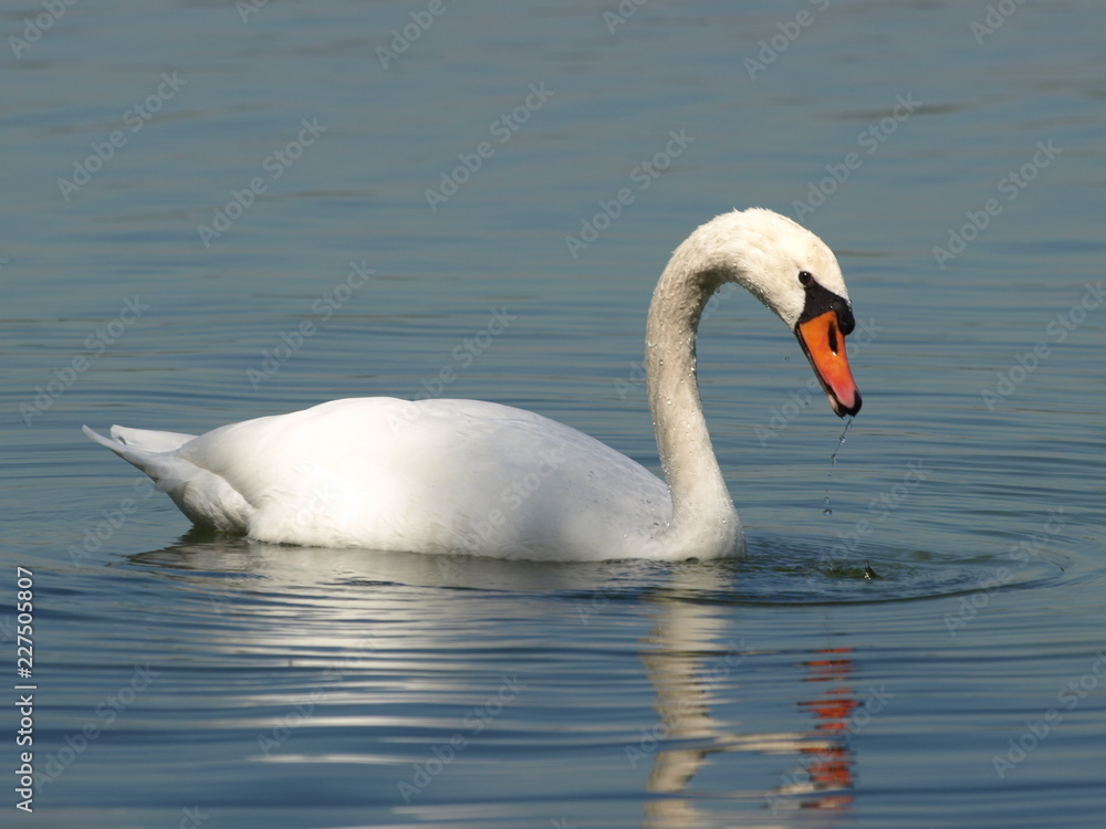 Höckerschwan Höckerschwan