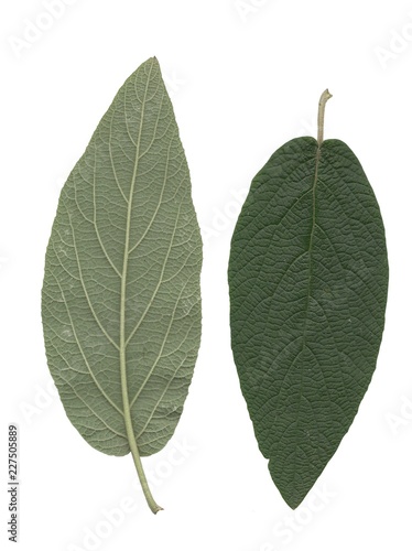 green leaf of viburnum rhytidophyllum obverse and reverse 