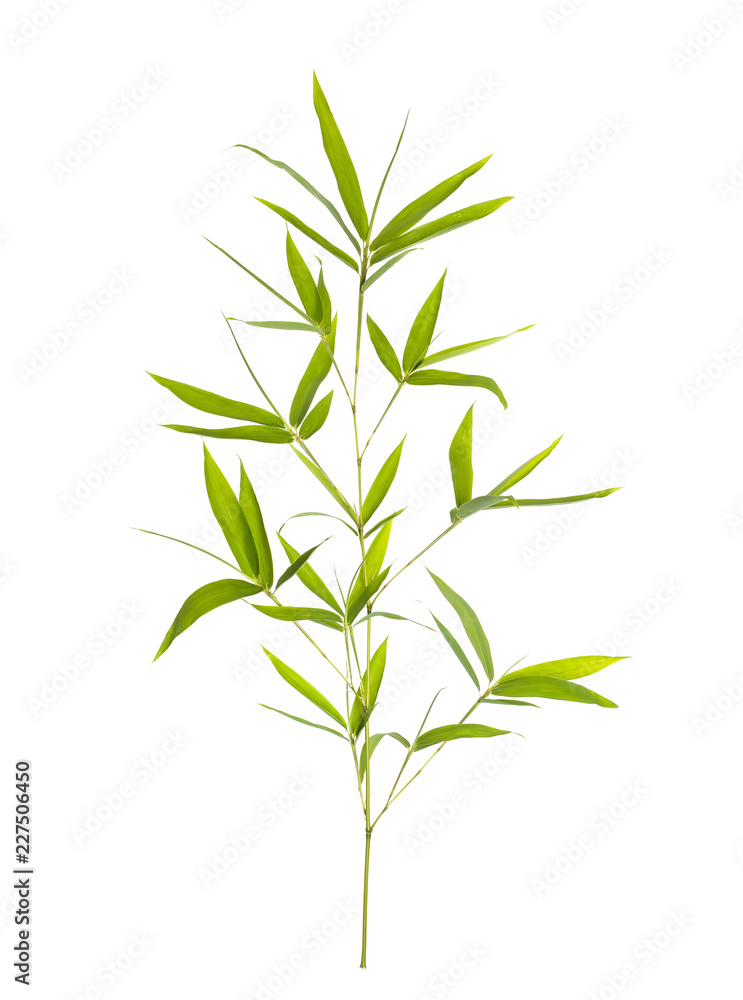 Fototapeta premium Bamboo leaves isolated on white background