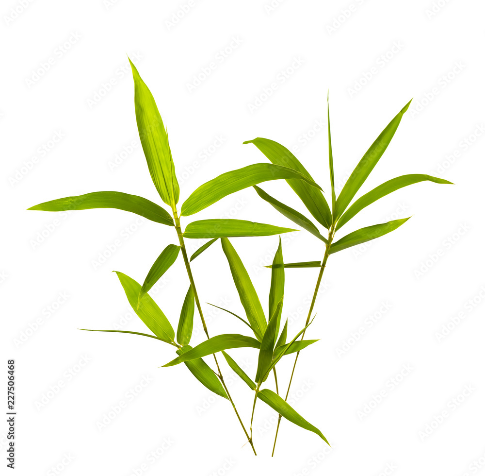 Fototapeta premium Bamboo leaves isolated on white background