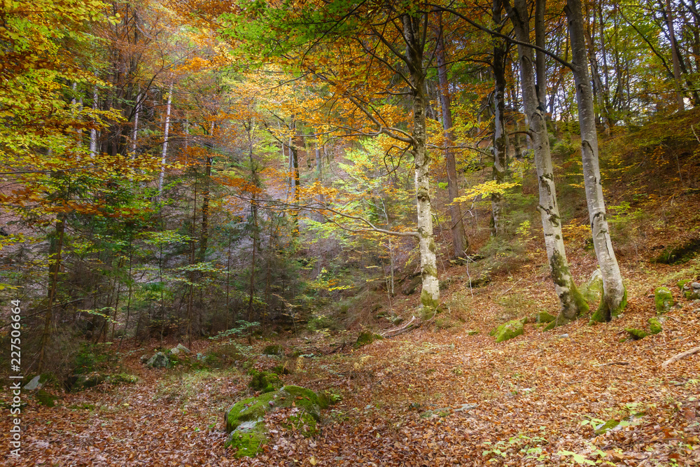 Fototapeta premium lichtdurchfluteter Herbstwald