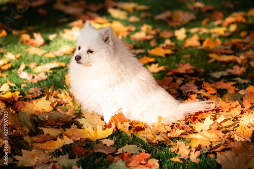 Cute white spitz dog in autumn leaves
