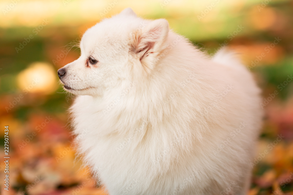 Cute white spitz dog in autumn leaves Cute white spitz dog in autumn leaves