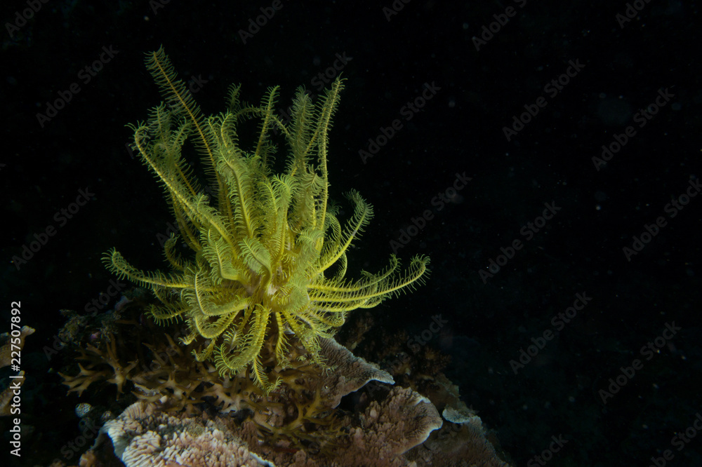 Obraz premium Lirio de mar amarillo