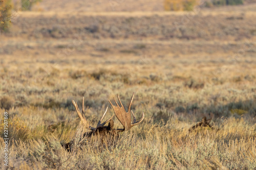 Bull Shiras Moose in Wyoming in Fall