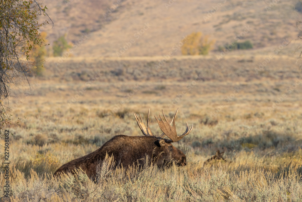 Fototapeta premium Bull Shiras Moose in Wyoming in Fall