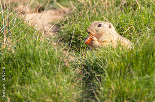 European ground squirrel eating in grass