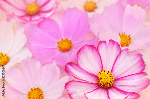 Summer blossoming delicate cosmos flowers festive background, pastel and soft bouquet floral card, selective focus © ulada