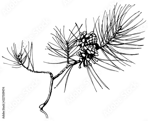 Hand drawn pine tree branch with two cones isolated on white background. Vector illustration. Black pen in vintage engraved style