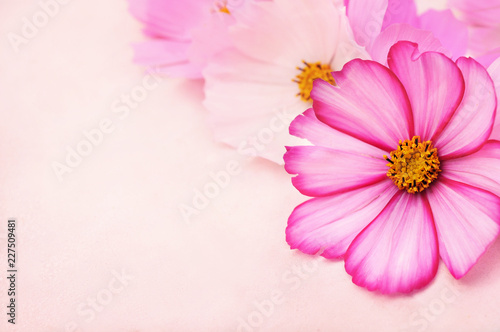 Summer blossoming delicate cosmos flowers festive background  pastel and soft bouquet floral card  selective focus