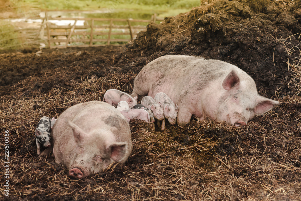 a colorful bentheimer pig with several mixed other pigs at a manure heap a colorful bentheimer pig with several mixed other pigs at a manure heap