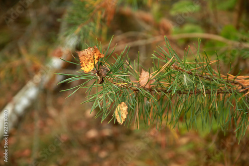 pine needle with yellow leaves